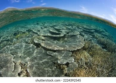 21,527 The Coral Triangle Images, Stock Photos & Vectors | Shutterstock