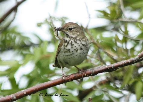 Hermit Thrush - Various Bird Species