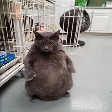 Bruno The Thicc Cat Got Adopted By An Owner Just As Extra As He Is