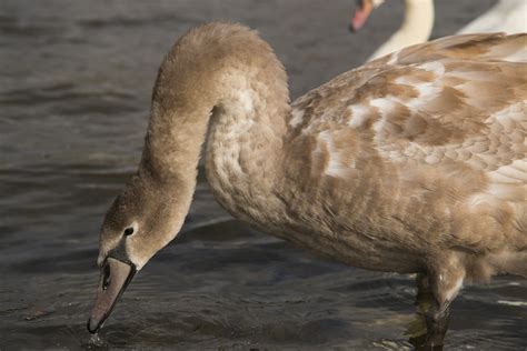 Swan Brown Bird - Free photo on Pixabay - Pixabay