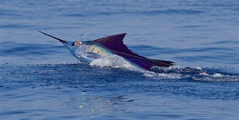 Adventure Fishing Samara Trips In Costa Rica Samara Adventure