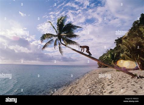 Fiji Islands, Yanuca Island, beach scene, coconut tree climbing Stock ...