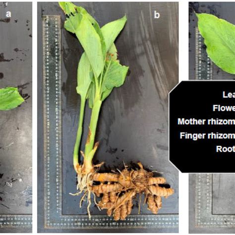 Rhizomes And Foliage Of The Three Turmeric Curcuma Longa Varieties Download Scientific