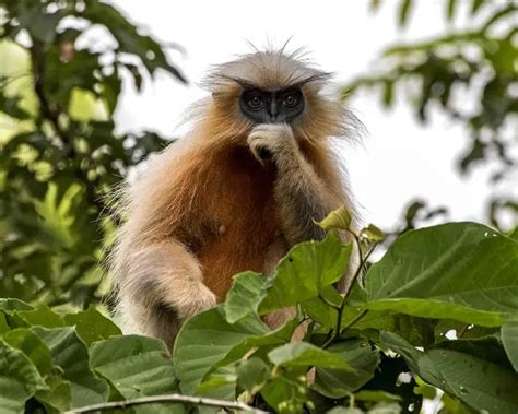 Gee's Golden Langur - Facts, Diet, Habitat & Pictures on Animalia.bio