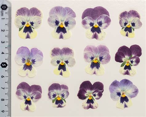 Pansy 15 Pcs Violas Pressed And Dried Dried Plants For Crafting Real