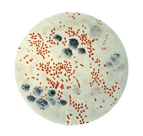 40+ Bacillus free images