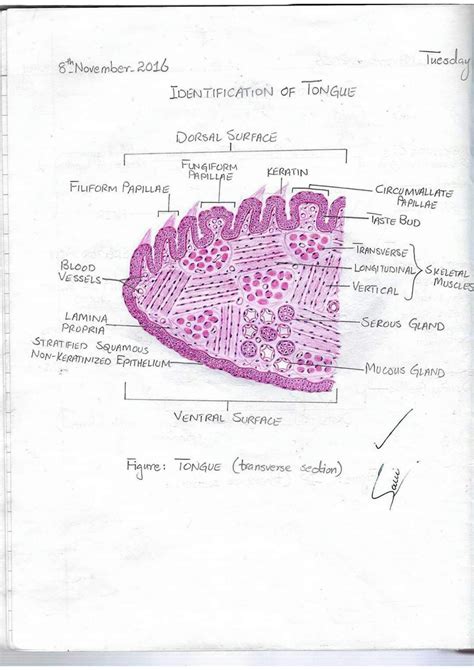 Solution Histology Handmade Labelled Diagrams Studypool