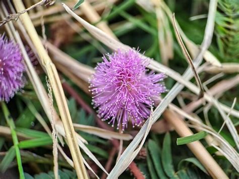 Mimosa Strigillosa Um Membro Da Fam Lia Original E Perene Da Ervilha