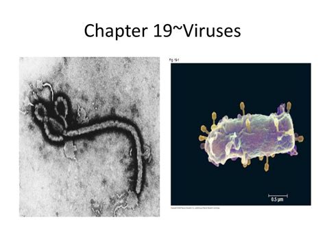 Chapter 19~viruses Ppt Download