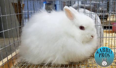 25 White Rabbit Breeds With Pictures & Videos