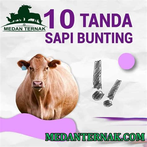 Tanda Sapi Pasti Bunting Yang Wajib Peternak Ketahui