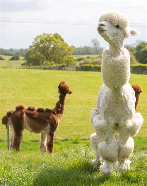 This Woman Is Giving A Herd Of Alpacas A Funky Haircuts And Its