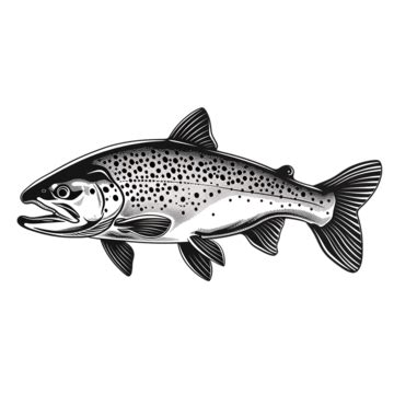 Spotted Trout Fish Right Side View Retro Black And White Woodcut