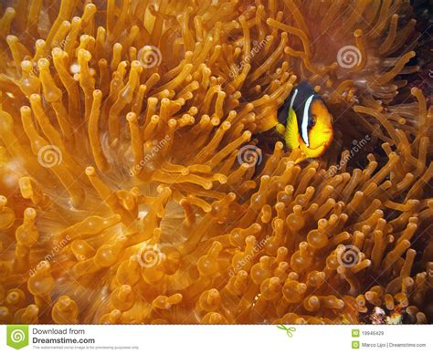 Clown Fische Mit Roter Anemone Stockbild Bild Von Kologie