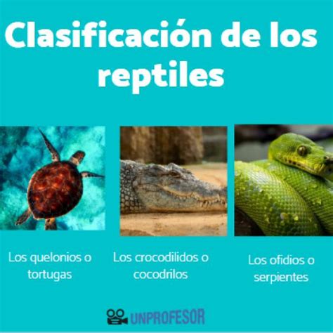 La Tortuga Es Un Reptil O Un Anfibio Conoce Su Clasificaci N Mascotario