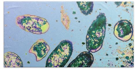 Rickettsia Prowazekii Under A Microscope