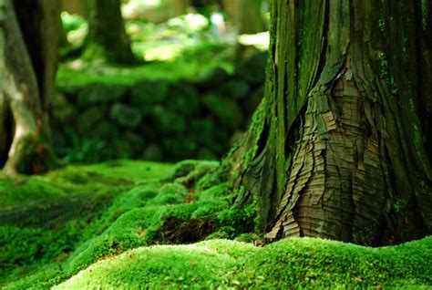 sunlight, trees, forest, depth of field, nature, branch, moss, green