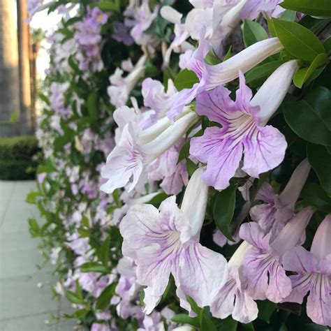 Lavender Trumpet Vine, Clytostoma callistegioides, Monrovia Plant