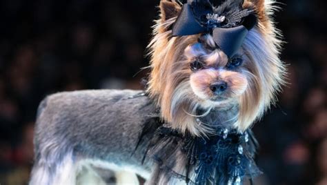 La Peluquer A Canina En M Ximo Auge En Espa A Los Estilistas Son M S