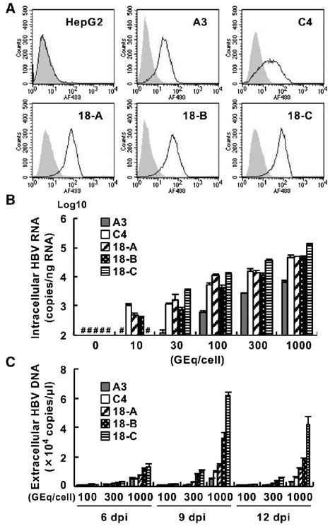 Establishment Of Cell Lines Permissive For Hbv Infection A Binding