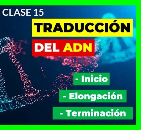 Clase 15 La TRADUCCIÓN del ADN Etapas de la Sintesis de Proteinas