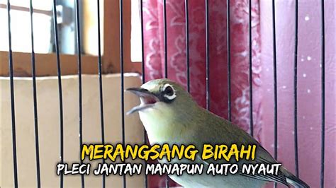 Pancingan Jahat Pleci Betina Untuk Merangsang Birahi Semua Pleci Jantan