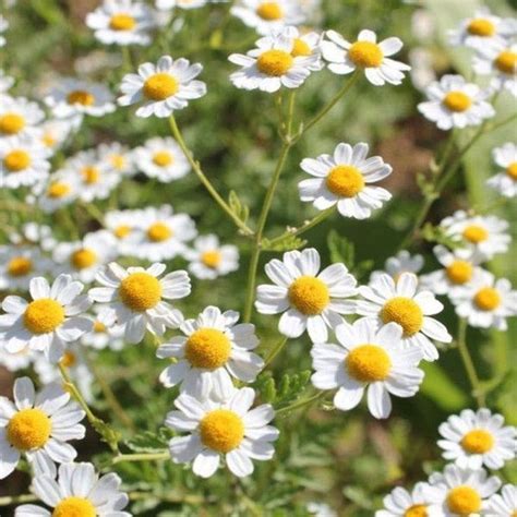 Matricaria Chamomilla 1000 Seeds Scented Mayweed. | Etsy in 2024 | Medicinal plants, Flower ...