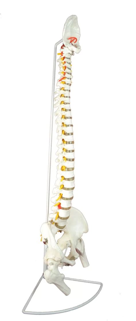 Anatomical Classic Spine Model With Femur Heads Flexible Life Size Cm