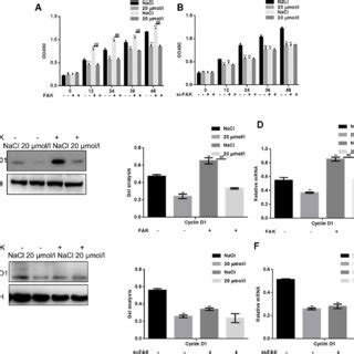 Apigenin Inhibits Hsf Cell Survival By Suppressing Fak Phosphorylation