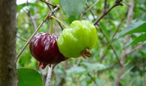 La Pitanga Caracter Sticas Cultivo Planta Eugenia Uniflora