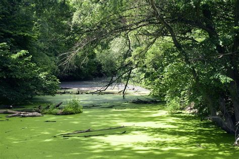 Nationalpark Donau Auen Z Ndwerk