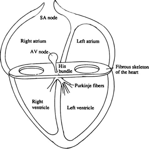 Cardiac Electrophysiology Flashcards Quizlet