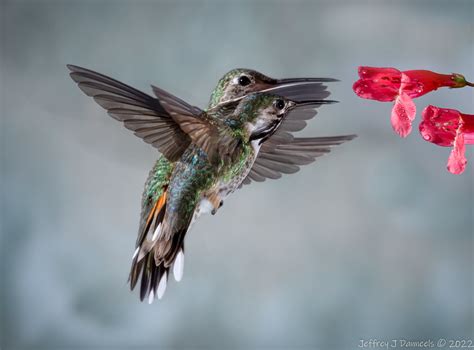 And The Race Is On Calliope And Broad Tail Hummingbirds C Flickr