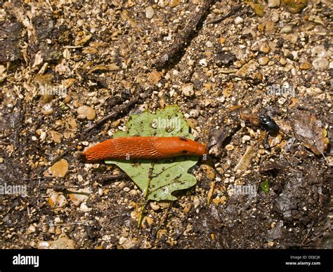 Babosas de francia fotografías e imágenes de alta resolución Alamy