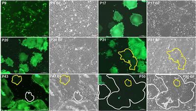 Frontiers Mutation Profiles Of Egfp Tagged Small Ruminant