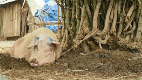 Pig Natural Habitat Stock Footage Video | Shutterstock