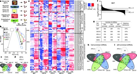 Cell Type Specific MiRNAs In SEVs And Cells And Selectivity Of SEV