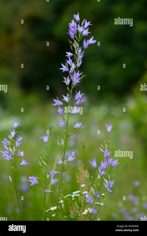 Rampion Campanula Rapunculus Hi Res Stock Photography And Images Alamy