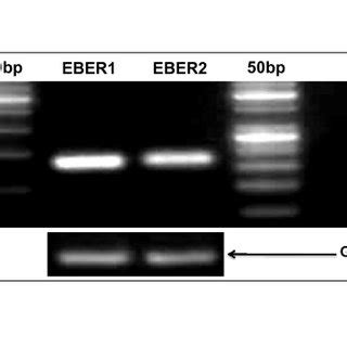 Qrt Pcr Data Analysis Delta Rn Vs Cycle A B Real Time Pcr