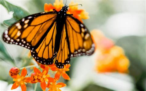 Are Butterflies Pollinators? How they Help Your Yard » Birds & Wild