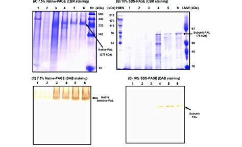 Polyacrylamide Gel Electrophoresis Of Purified Pal Protein Obtained