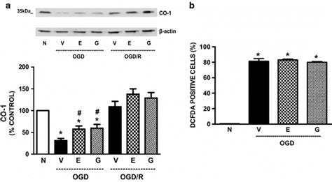 CO 1 Levels In HT22 Cells Subjected To A Recurrent Oxygen And Glucose