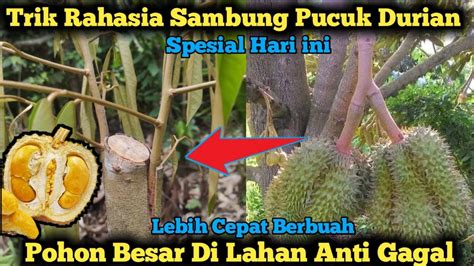 Lebih Cepat Berbuah Cara Sambung Pucuk Durian Pohon Besar Anti