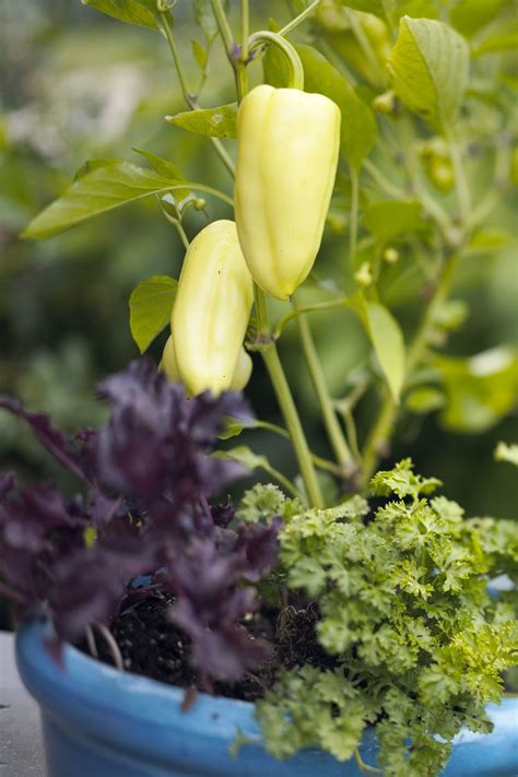 21 Best Vegetables to Grow in Pots