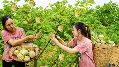 Harvesting Giant Custard Apples And Gourds Goes To The Market Sell Make