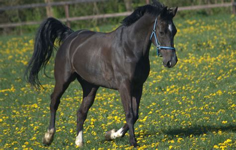 Spring Is In The Air! Our Top Feeding Tips For Healthy Horses This Spring - Castle Horse Feeds