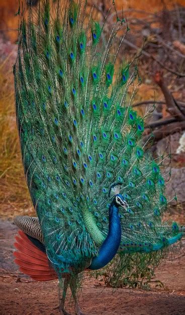 Premium Photo | Male peacock with beautiful colour