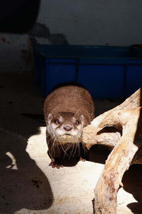 【桂浜水族館インフォメーション】コツメカワウソの「ダンデ」が亡くなりました桂浜水族館インフォメーション