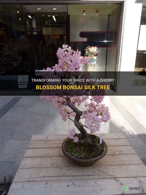 Transforming Your Space With A Cherry Blossom Bonsai Silk Tree | ShunCy