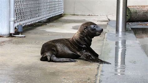 National Zoo Welcomes New Sea Lion Pup Wtop News